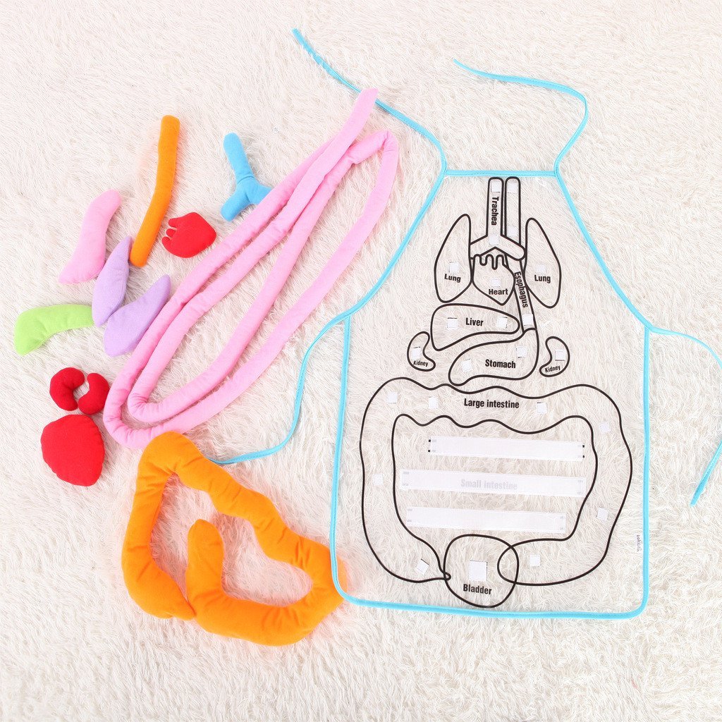 🔥Hot Sale🔥Educational Anatomy Apron🔥