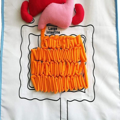 🔥Hot Sale🔥Educational Anatomy Apron🔥