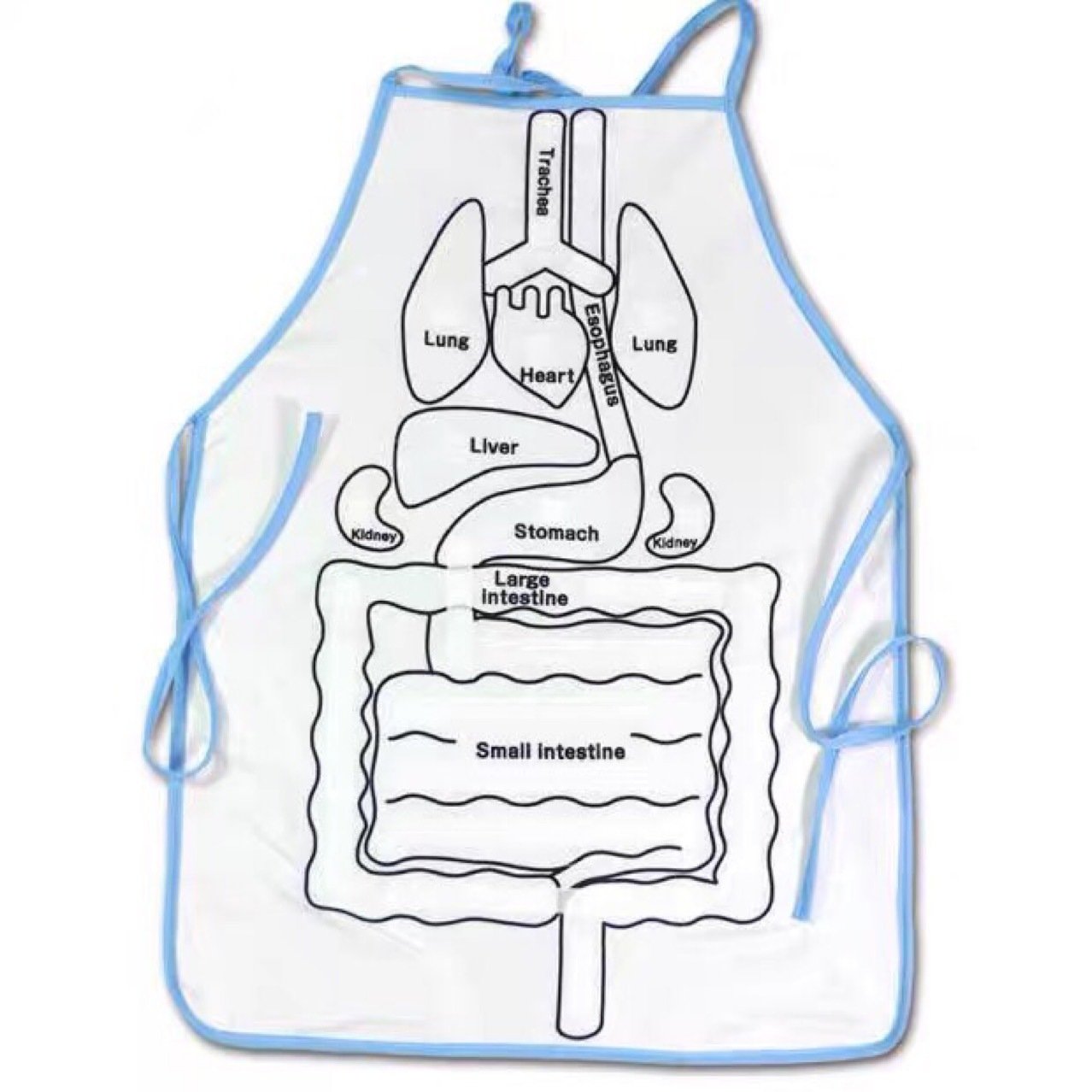 🔥Hot Sale🔥Educational Anatomy Apron🔥